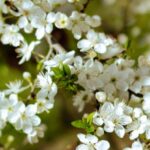 Seasonality - A close up of white flowers on a tree