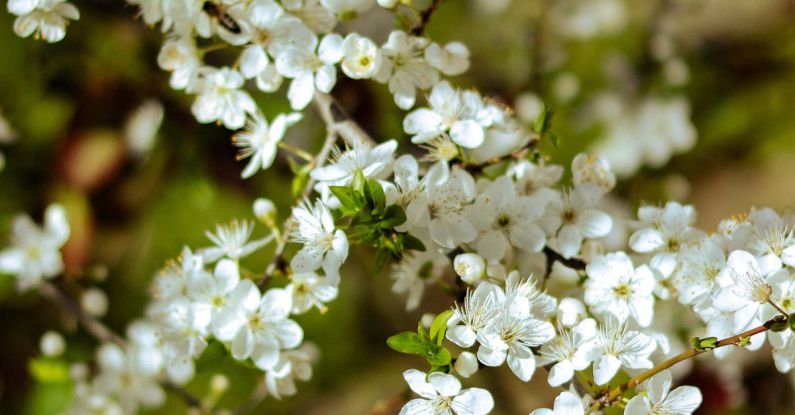 Seasonality - A close up of white flowers on a tree